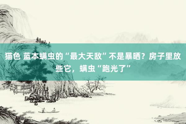 猫色 蓝本螨虫的“最大天敌”不是暴晒？房子里放些它，螨虫“跑光了”